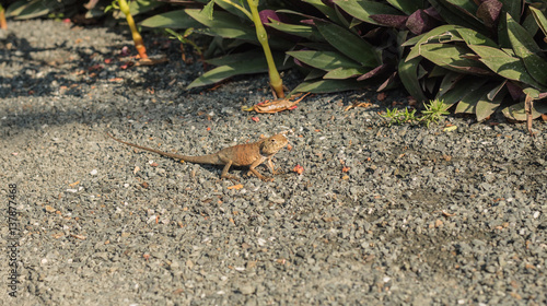  Lizard on the floor