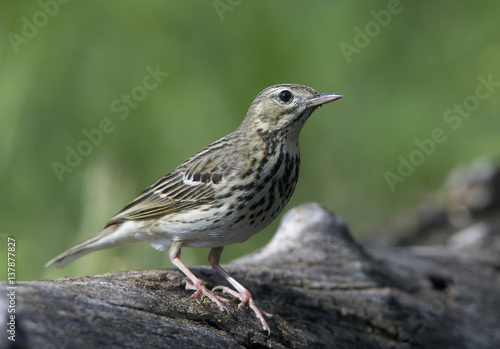 Tree Pipit (Anthus trivialis) perched, Pusztaszer, Hungary, May 2008 photo
