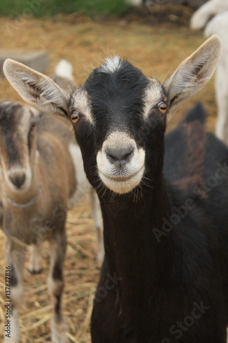 Billy The Goat © Stephanie
