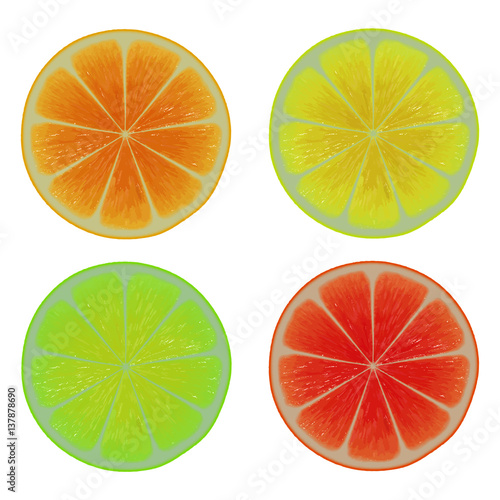 Four round citrus fruit cuts - vector illustration 