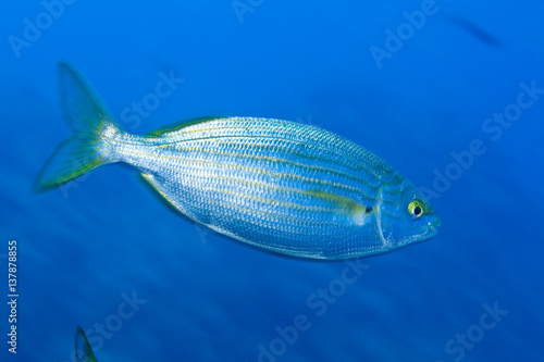 Cow bream / Saupe (Sarpa salpa) Larvotto Marine Reserve, Monaco, Mediterranean Sea, July 2009 photo