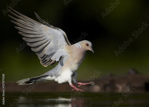 Turtle Dove (Streptopelia turtur) landing at water, Pusztaszer, Hungary, May 2008. Magic Moments book plate. photo