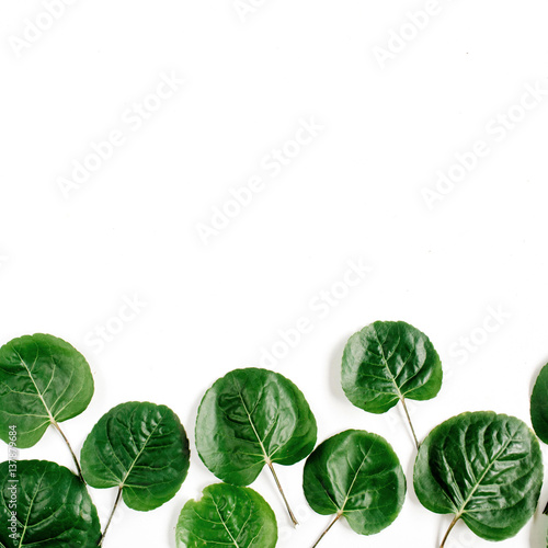 Green leaves pattern on white background. Flat lay, top view. Blog header