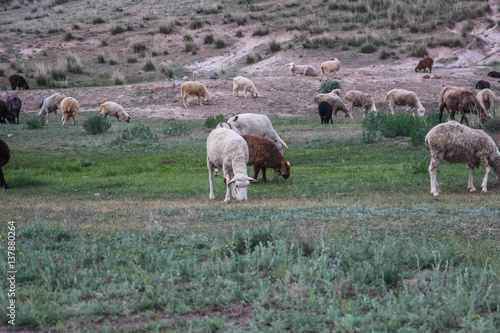 Sheep grazing on a meadow. Nature of Kazakhstan photo