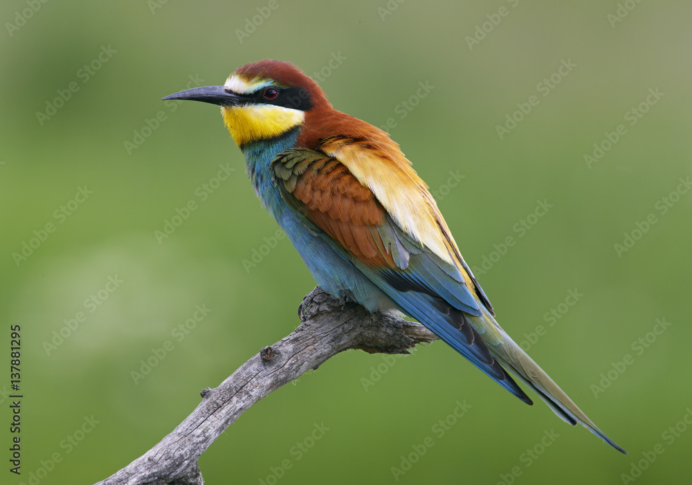 European Bee-eater (Merops apiaster) perched, Pusztaszer, Hungary, May 2008 European Bee-eater (Merops apiaster) perched, Pusztaszer, Hungary, May 2008