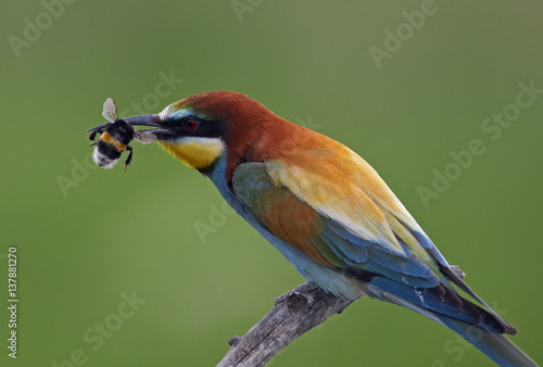 European Bee-eater (Merops apiaster) feeding on bumblebee, Pusztaszer, Hungary, May 2008