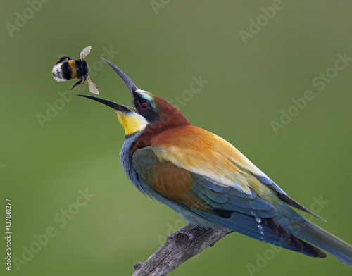 European Bee-eater (Merops apiaster) catching bumblebee in beak, Pusztaszer, Hungary, May 2008. WWE BOOK. WWE OUTDOOR EXHIBITION *PRESS IMAGE. Magic Moments book plate. photo
