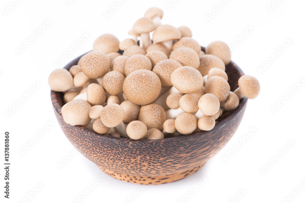 Shitake , Mushrooms food background. on white background. Shitake , Mushrooms food background. on white background.