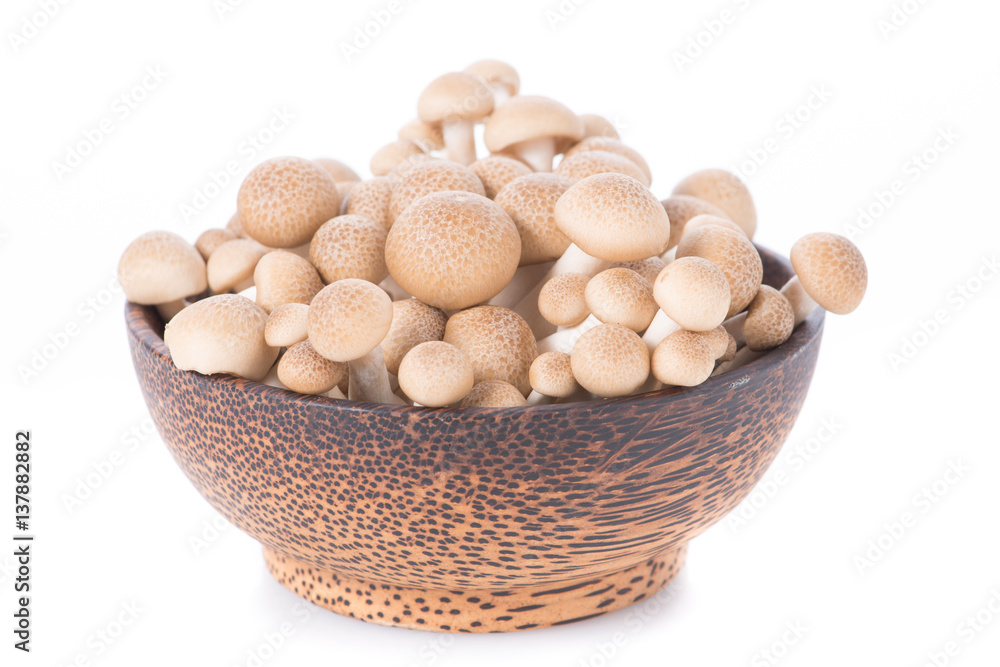 Shitake , Mushrooms food background. on white background. Shitake , Mushrooms food background. on white background.