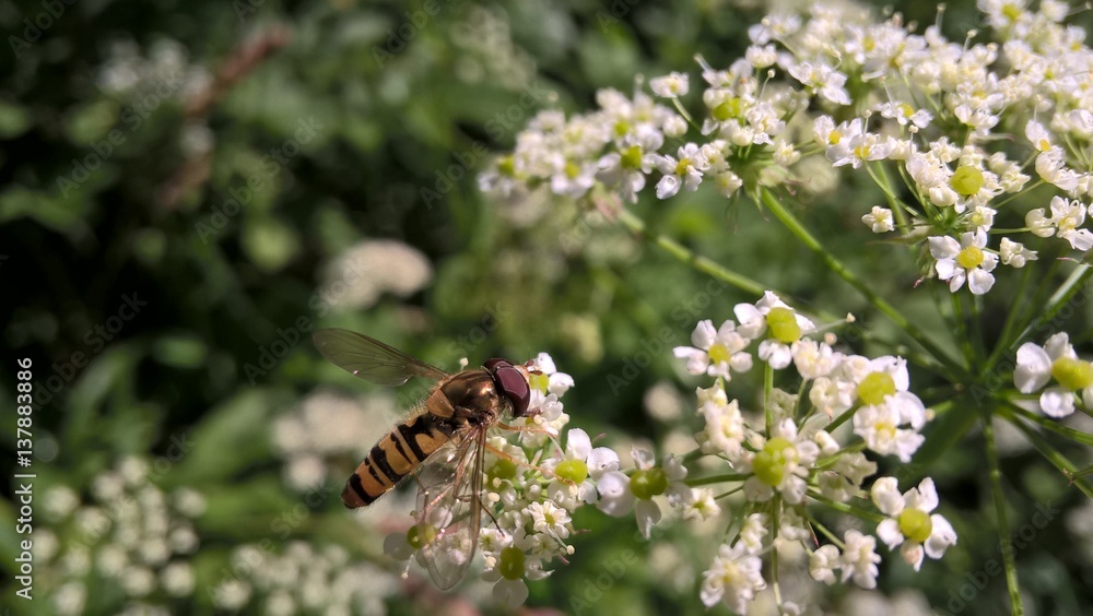 Hoverfly on flowers Hoverfly on flowers