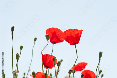 Red poppy flowers against the sky. Macro image, selective focus