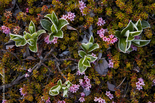 Dwarf willow (Salix herbacea) and flowering plant, Thingeyjarsyslur, Iceland, June 2009 Licensed for exclusive book cover until 1 February 2015. photo