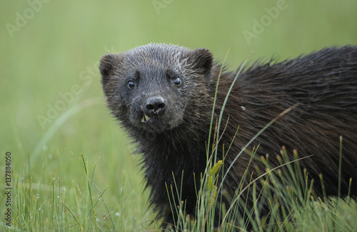 Wild Eurasian wolverine (Gulo gulo) Kuhmo, Finland, July 2008 photo