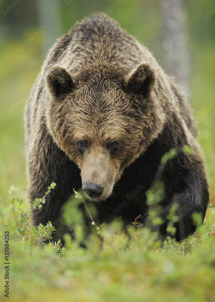 Eurasian brown bear (Ursus arctos) Suomussalmi, Finland, July 2008