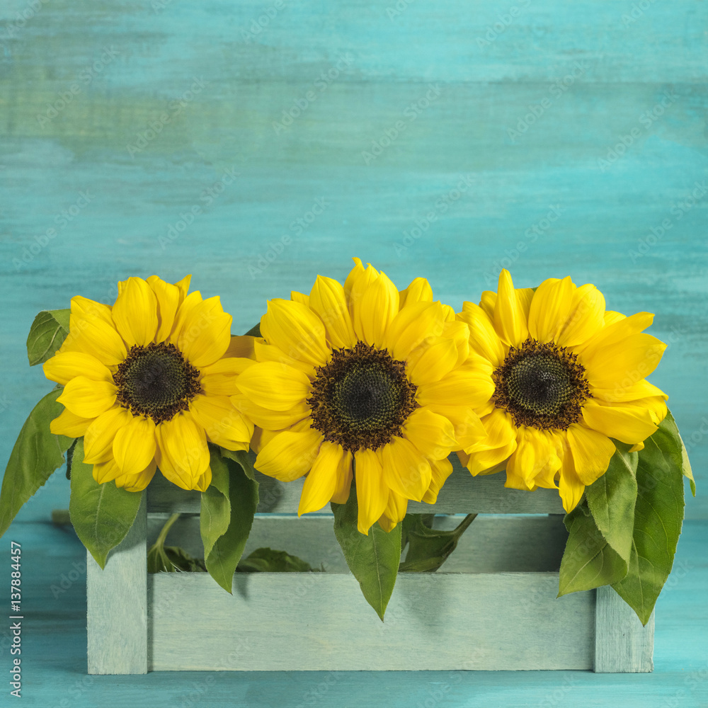 Fototapeta premium Bouquet of yellow sunflowers on teal background