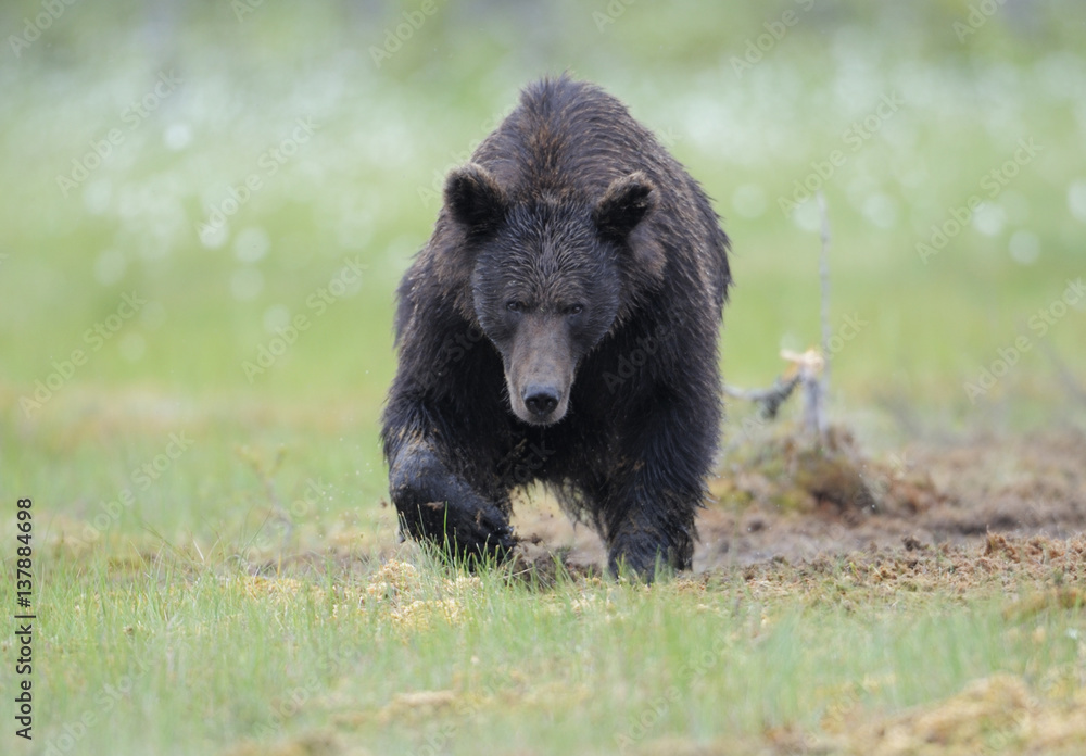 Eurasian brown bear (Ursus arctos) Suomussalmi, Finland, July 2008 Eurasian brown bear (Ursus arctos) Suomussalmi, Finland, July 2008