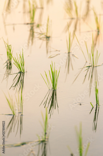 Close-up of young rice sprout freshly planted on the rice field in Bali, Indonesia