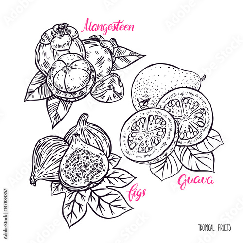 set of exotic sketch fruits