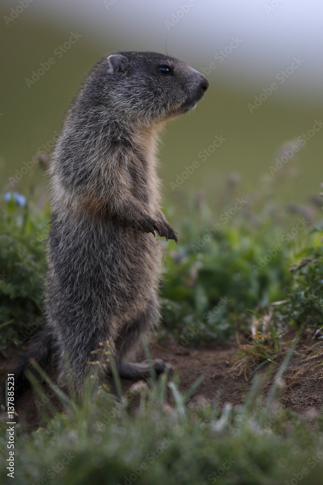 Young Alpine marmot (Marmota marmota) standing on hind legs, Hohe Tauern National Park, Austria, July 2008 Young Alpine marmot (Marmota marmota) standing on hind legs, Hohe Tauern National Park, Austria, July 2008