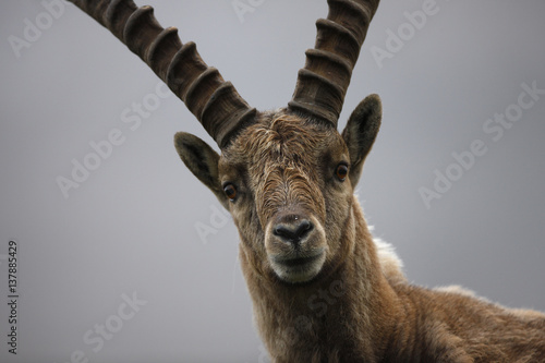 Alpine ibex portrait, Hohe Tauern National Park photo