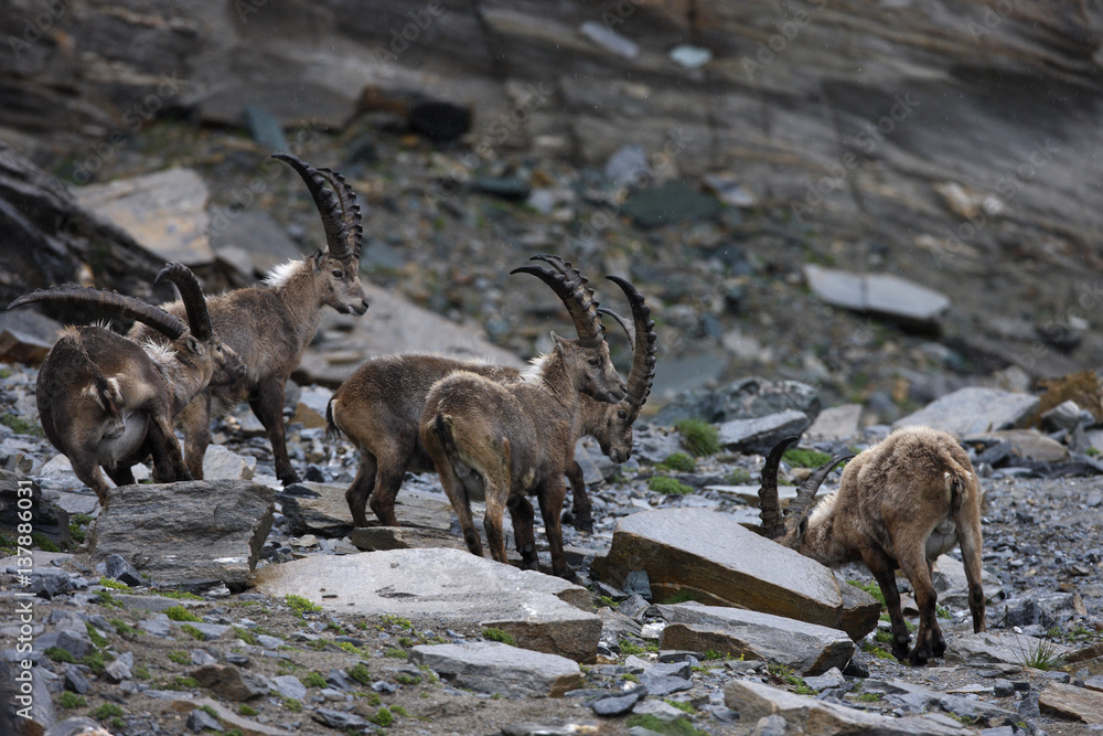Alpine ibex (Capra ibex ibex) among rocks, Hohe Tauern National Park, Austria, July 2008 Alpine ibex (Capra ibex ibex) among rocks, Hohe Tauern National Park, Austria, July 2008