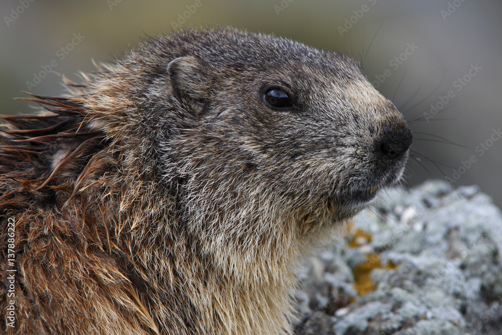 Alpine marmot (Marmota marmota) portrait, Hohe Tauern National Park, Austria, July 2008 Alpine marmot (Marmota marmota) portrait, Hohe Tauern National Park, Austria, July 2008
