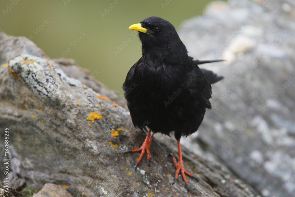 Alpine chough (Pyrrhocorax graculus) on rock, Hohe Tauern National Park, Austria, July 2008 Alpine chough (Pyrrhocorax graculus) on rock, Hohe Tauern National Park, Austria, July 2008