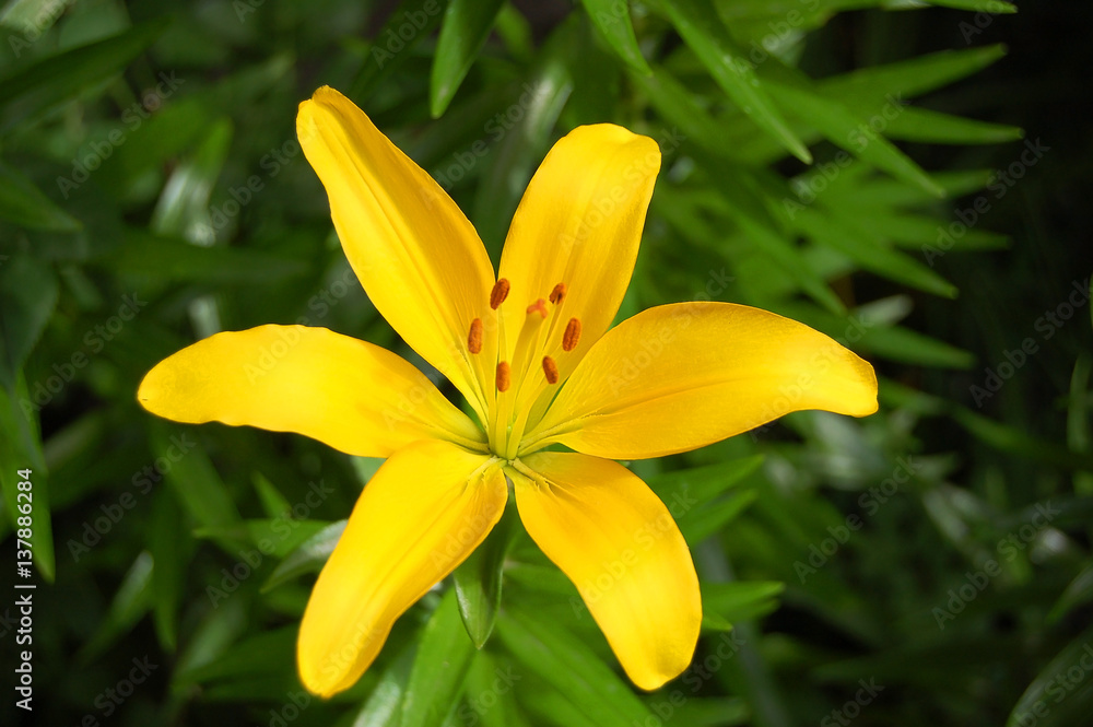Yellow lily flower Yellow lily flower