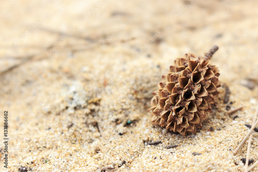 pine cones from she oak on white sands of Kata Beach, Phuket, Thailand with soft-focus and over light pine cones from she oak on white sands of Kata Beach, Phuket, Thailand with soft-focus and over light