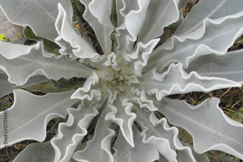 Hoary mullein (Verbascum pulverulentum) leaf whorl, Stenje region, Lake Macro Prespa, Galicica National Park, Macedonia, June 2009
