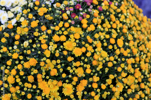 Beautiful colorful flowers in the market in Europe