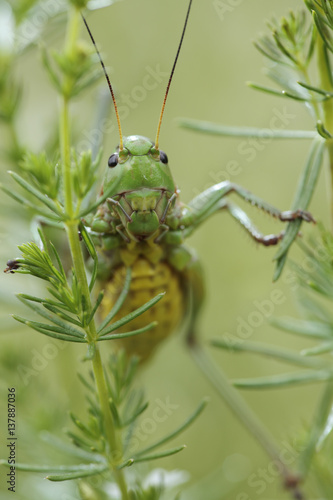 Female Wart biter bush cricket (Decticus verrucivorus) on plant, Stenje region, Galicica National Park, Macedonia, June 2009 photo