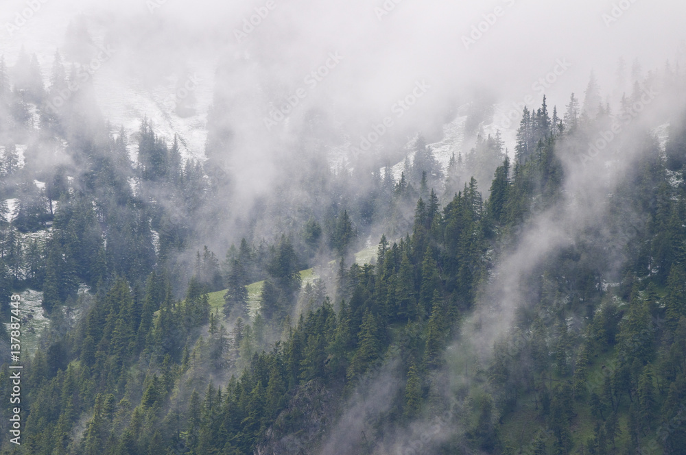 European larch trees (Larix decidua) on mountain slopes with snow line at high altitude and low clouds, Liechtenstein, June 2009 European larch trees (Larix decidua) on mountain slopes with snow line at high altitude and low clouds, Liechtenstein, June 2009