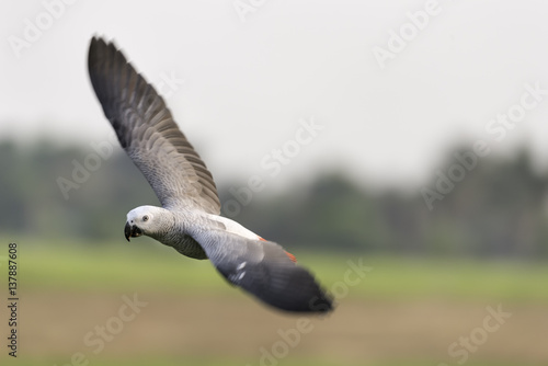 African grey parrot flying in nature farm