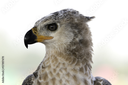 Young Crowned Eagle headshot on white