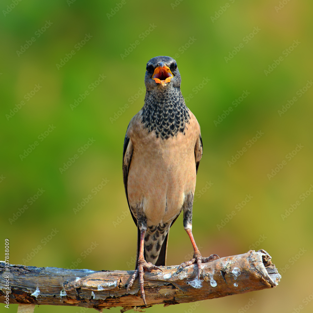 Fototapeta premium Rosy Starling bird