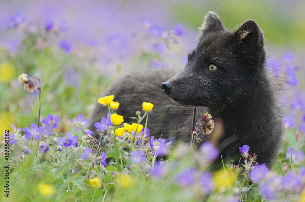 Arctic fox (Vulpes / Alopex lagopus) in a wild flower meadow, dark summer phase, Hornstrandir, Iceland, July 2008 Arctic fox (Vulpes / Alopex lagopus) in a wild flower meadow, dark summer phase, Hornstrandir, Iceland, July 2008