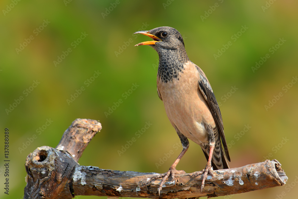 Fototapeta premium Rosy Starling bird