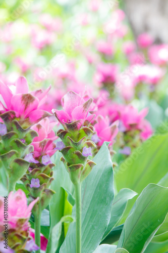 Field of Curcuma alismatifolia or Siam tulip pink flowers blooming in the nature garden  with selective focus.