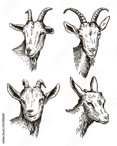 goat head. livestock. animal grazing. sketch drawn by hand.