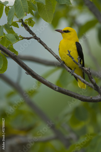 Golden oriole (Oriolus oriolus) male perched, Bulgaria, May 2008