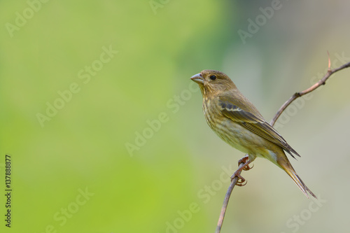 Common Rosefinch bird © thawats