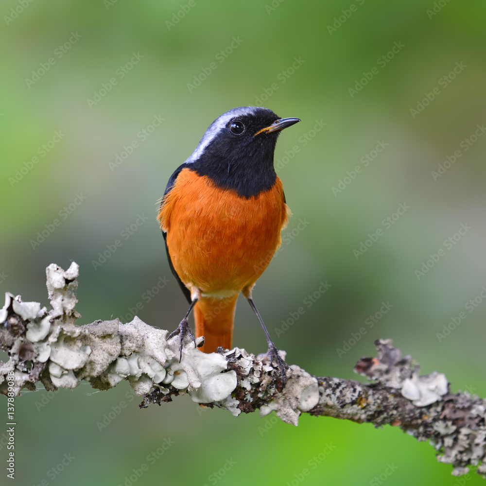 Daurian Redstart bird Daurian Redstart bird