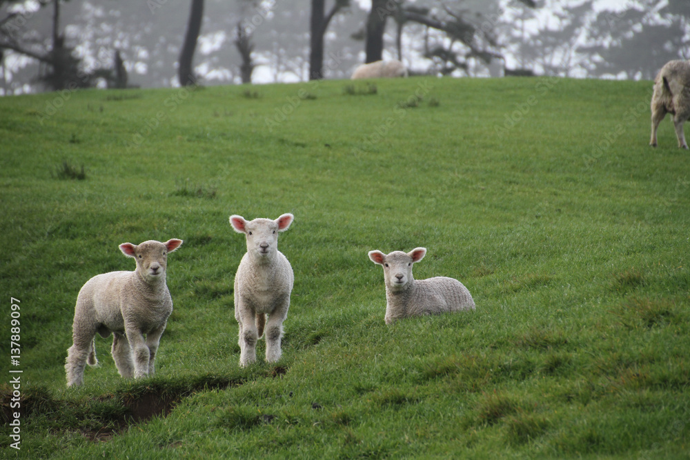 Obraz premium Baby Lambs