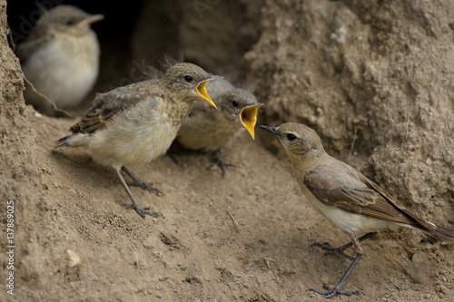 Female Northern Wheatear (Oenanthe oenanthe) bringing food to fledglings at nest entrance, Bulgaria, May 2008