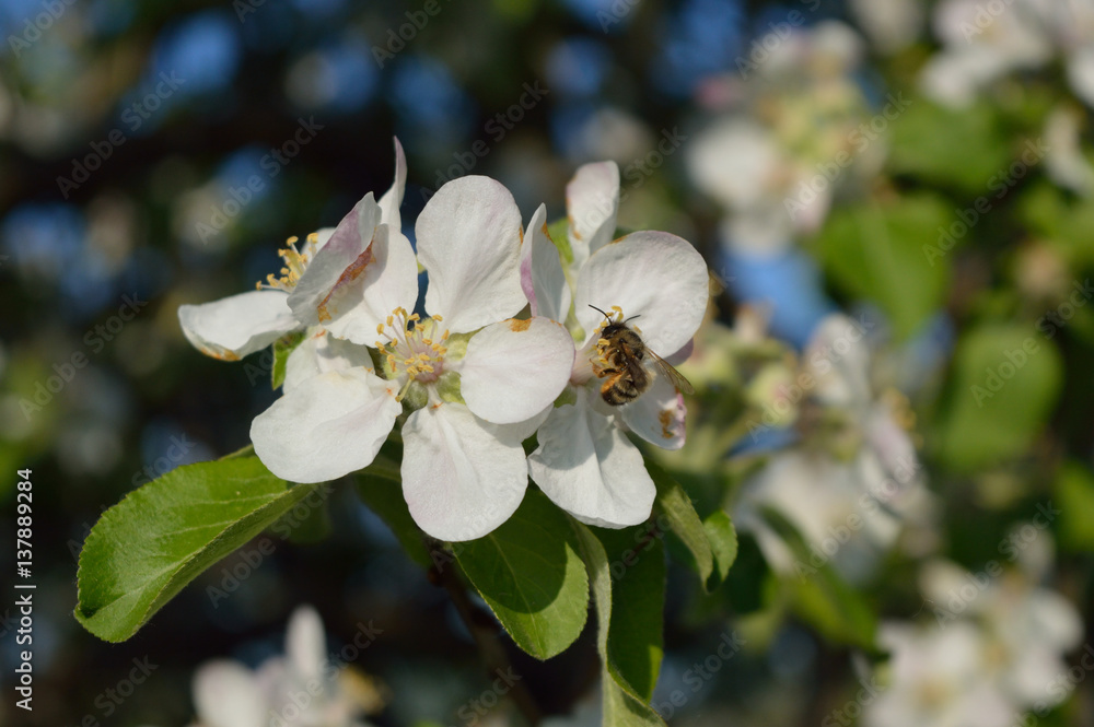 Fototapeta premium Bee collecting nectar and pollen on the apple-tree flower