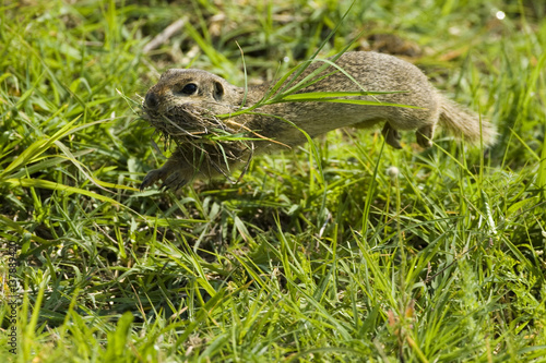 European ground squirrel (Spermophilus citellus) carrying nesting material, Bulgaria, May 2008 photo