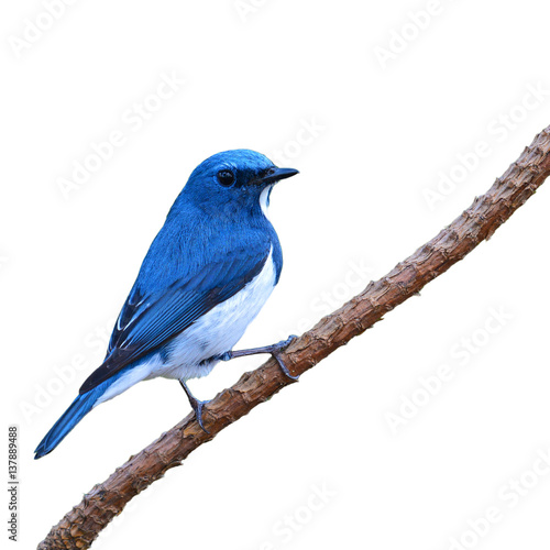 Ultramarine Flycatcher bird © thawats