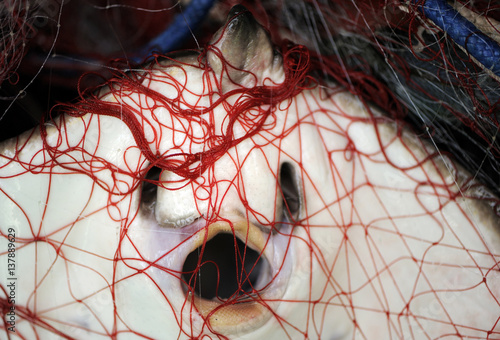 Stingray (Dasyatis pastinaca) caught in fishing net, Sardinia, Italy, July 2008 photo