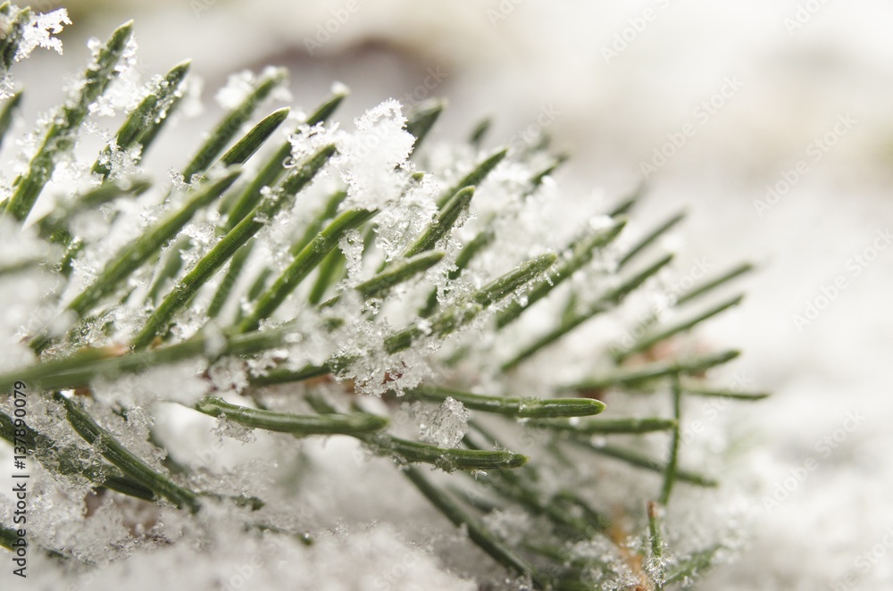 Detail of snow covered spruce twig in winter